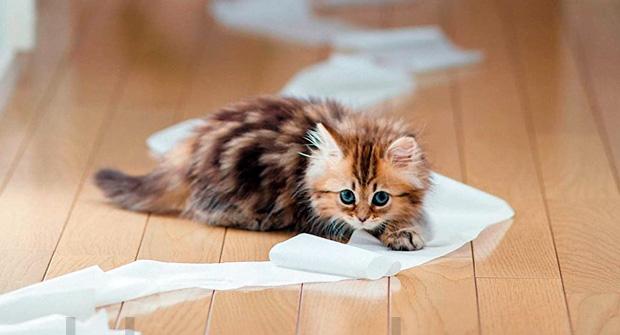 Как уберечь туалетную бумагу от котенка